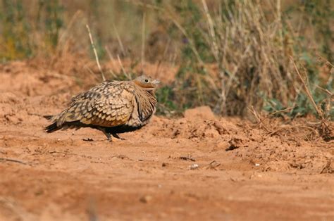 Premium Photo Black Bellied Sandgrouse Male In A Steppe Of Aragon