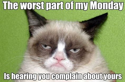 Top 25 Grumpy Cat Memes Cattime Funny Grumpy Cat Memes Grumpy Cat