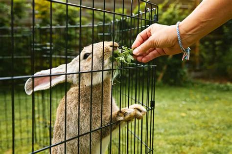 Flemish Giant Rabbit Temperament Diet And Care Guide