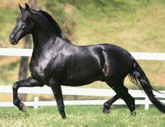 images  mangalarga marchador  pinterest horse breeds brazil  horses