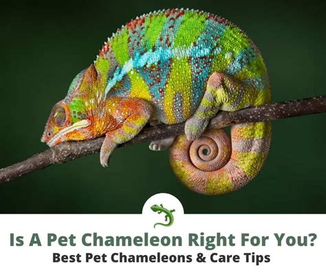 These 10 Types Of Chameleons Make Great Pets