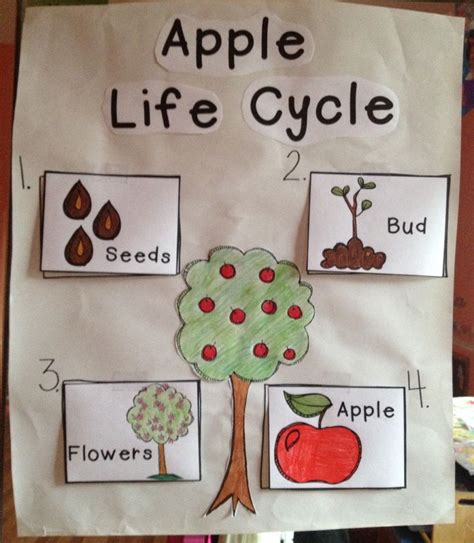 While siting under a tree, we read this book and then help the kids find the different life stages outside. 17 Best images about Apple Tree Life Cycle on Pinterest | Life cycles, Emergent readers and ...