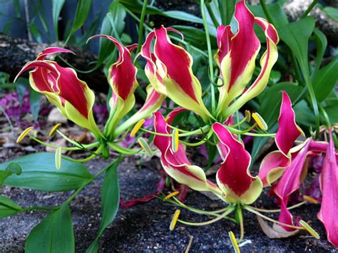 2 Gloriosa Rothschildiana Rhizome Gloriosa Lily Glory Lily Etsy