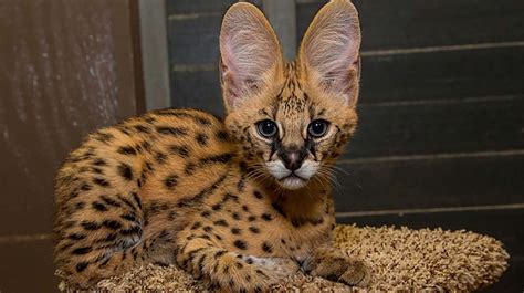 Serval San Diego Zoo Animals And Plants