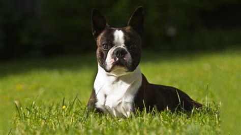 Find the perfect boston terrier for your family! Boston Terrier Puppy - Facts About The Pride Of America - Petmoo