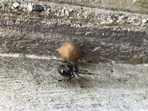 Female Parasteatoda Tepidariorum Common House Spider In Vancouver