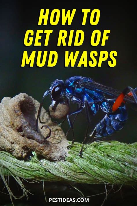 How To Get Rid Of Cicada Killer Wasps Naturally Aug 13 2020 · Cicada