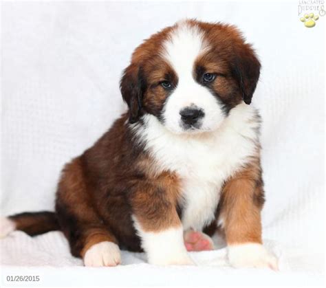 Bernese Mountain Dog Mix Puppy For Sale In Pennsylvania Bernese