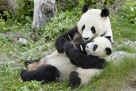 Vienna First Panda Long Born The Cup Zoo Fu Atfu