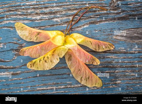 Maple Propeller Seeds Hi Res Stock Photography And Images Alamy