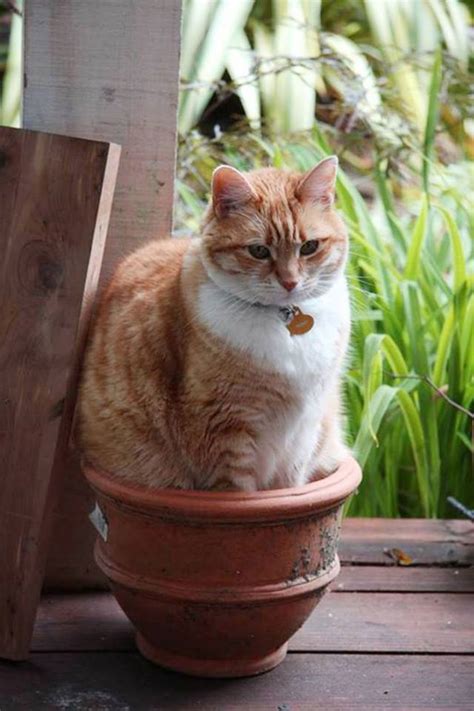Your Step By Step Guide To Growing Cat Plants