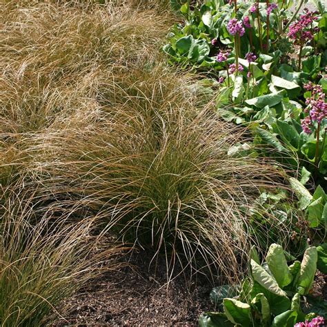 We have almost everything on ebay. Buy sedge Carex testacea: £9.59 Delivery by Crocus