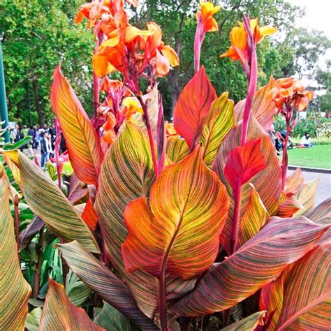 Breck S Phasion Giant Variegated Canna Lily Bulbs Orange Flowers 3