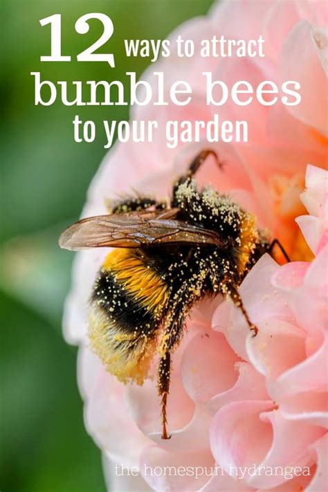 The Top 20 How To Attract Bees To Your Garden