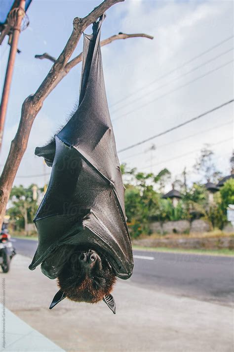 Fruit Bat Or Flying Fox Pteropus Vampyrus Hanging Of A Branch