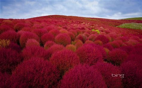 2013 Bing Official Spring Theme Widescreen Wallpaper Album List Page1