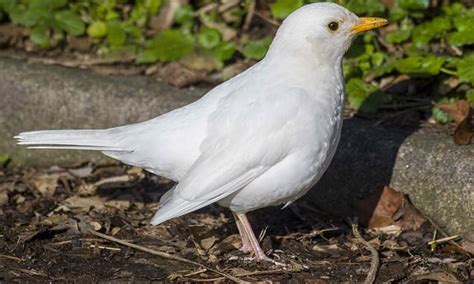 Super Rare White Blackbird Is Spotted At Waitrose In Dorset Daily