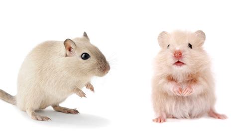 Gerbil Vs Hamster Whats The Difference And Which Is Best For You