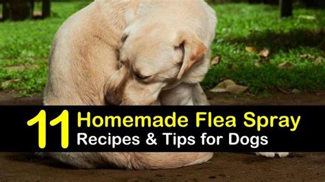 Homemade Flea Spray Recipes For Dogs 11 Tips And Tricks For Flea