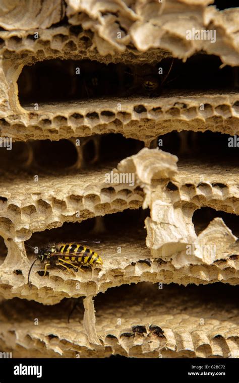 Close Up Image Of The Internal Structure Of A Wasps Nest Stock Photo