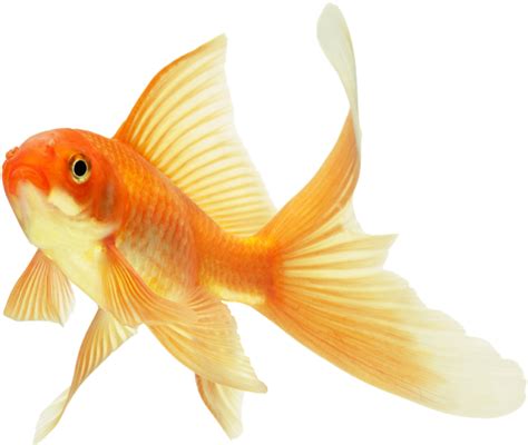 Goldfish Png Transparent Image Download Size 568x480px