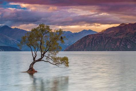 Lone Tree On Lake Wanaka New Zealand Insight Guides Blog