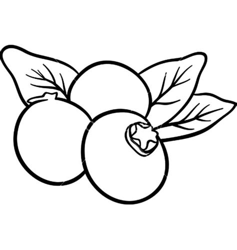 Blueberry Fruits For Coloring Book Coloring Page Best Place To Color