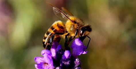 The Stinging Insects Of Fredericksburg And How To Identify Them