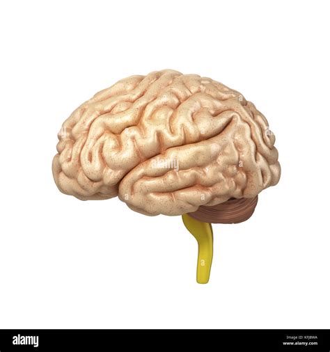 Medically Accurate Illustration Of The Brain 3d Render Stock Photo Alamy