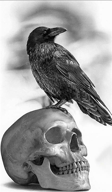 Raven And Skull Realistic Drawings Crows Drawing Skull Tattoo Design