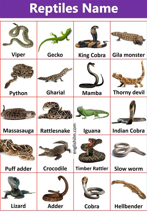 Reptiles Names Reptiles Animals • Englishilm