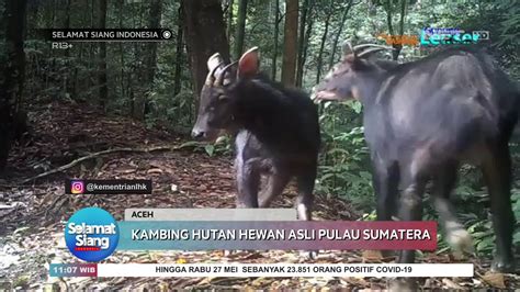Maybe you would like to learn more about one of these? Penemuan Hewan Kambing Hutan Asli di Pulau Sumatera - SSI - YouTube