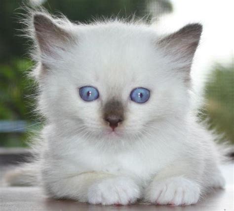 Dollinska is a small cattery so we tend to all our kittens needs. Ragdoll Kittens For Sale TICA Multiple Supreme Grand ...