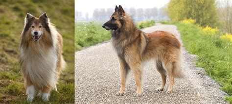 The belgian shepherd is a muscular dog with a proportionate body, slender legs and. Collie vs Belgian Shepherd Dog (Tervuren) - Breed Comparison