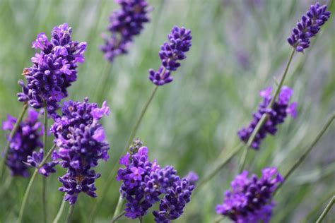 How To Prune Lavender Plants
