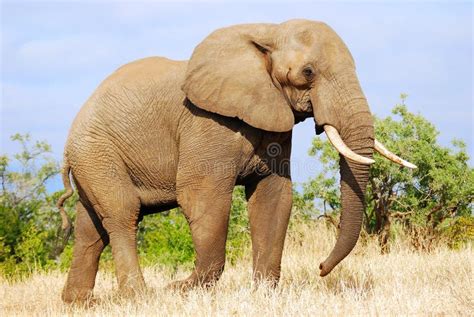 African Elephant Loxodonta Africana Stock Photo Image Of Mammal