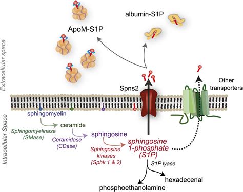 An Update On The Biology Of Sphingosine 1 Phosphate Receptors Journal