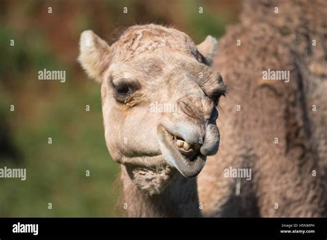 Cara Camello Fotografías E Imágenes De Alta Resolución Alamy