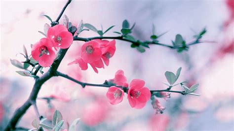 Free Download Cute Spring Wallpaper Hd Spring Wallpaper Flower