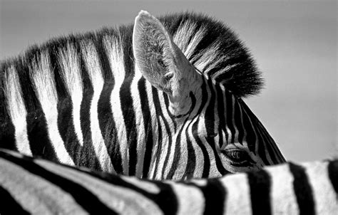 Wallpaper Zebra Zebra Black And White Photo Images For Desktop