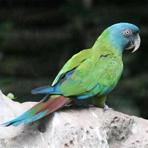 Blue Headed Macaw Care Sheet Birds Coo