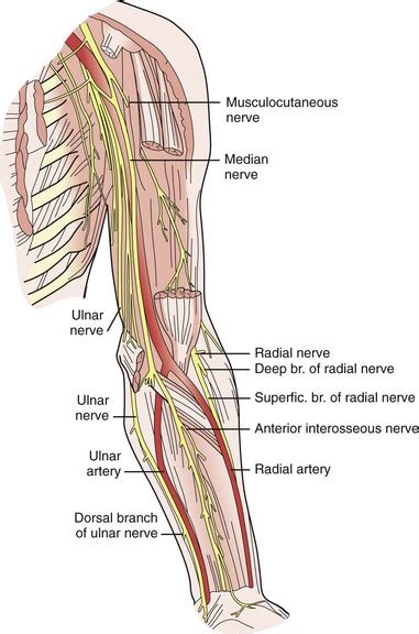 Arteries Diagram Upper Body Ulnar Nerve Anatomy Orthobullets My Xxx