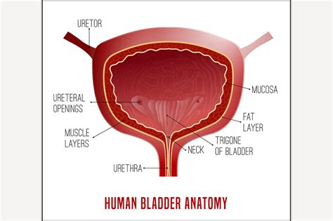 Bladder Anatomy Image Custom Designed Illustrations ~ Creative Market