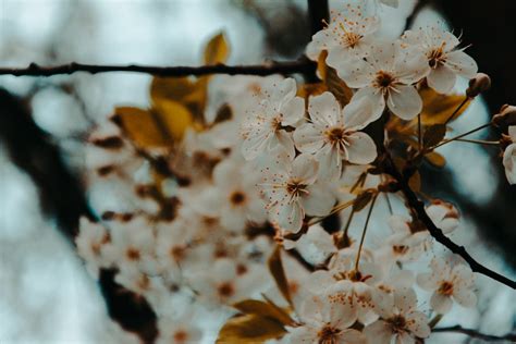 Pretty Photos Of Cherry Blossoms Popsugar Smart Living