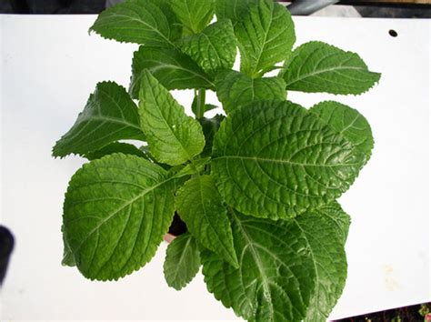 Try putting the pot on a high and stable shelf or top of a wardrobe that you can reach but the children and pets cannot; 10 Natural Plants That Can Get You High - What on Earth?
