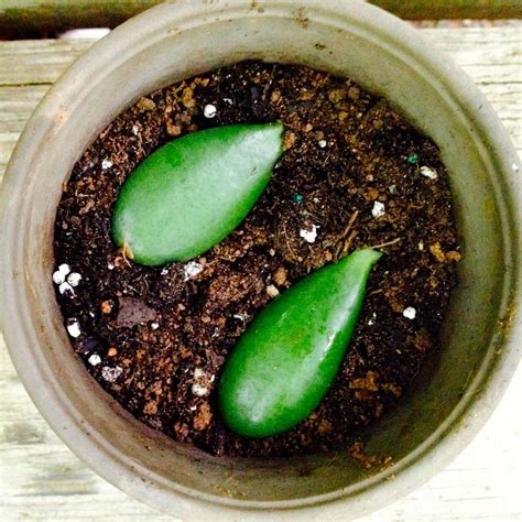How to know when a succulent needs water? How to Propagate Succulents | HGTV