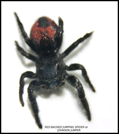 Red Backed Jumping Spider By Thiggy On Deviantart