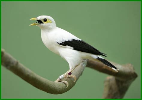 Jenis Burung yang Dilindungi Beserta Gambarnya - Daftarhewan.com