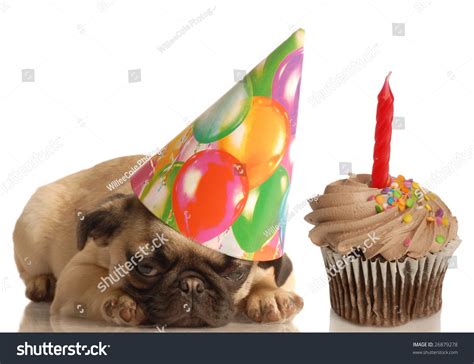 Cute Pug Puppy Wearing Birthday Hat Stock Photo Edit Now 26879278