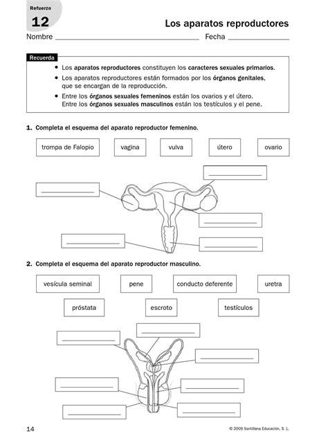 Ejercicio Interactivo De Sistema Reproductor Femenino